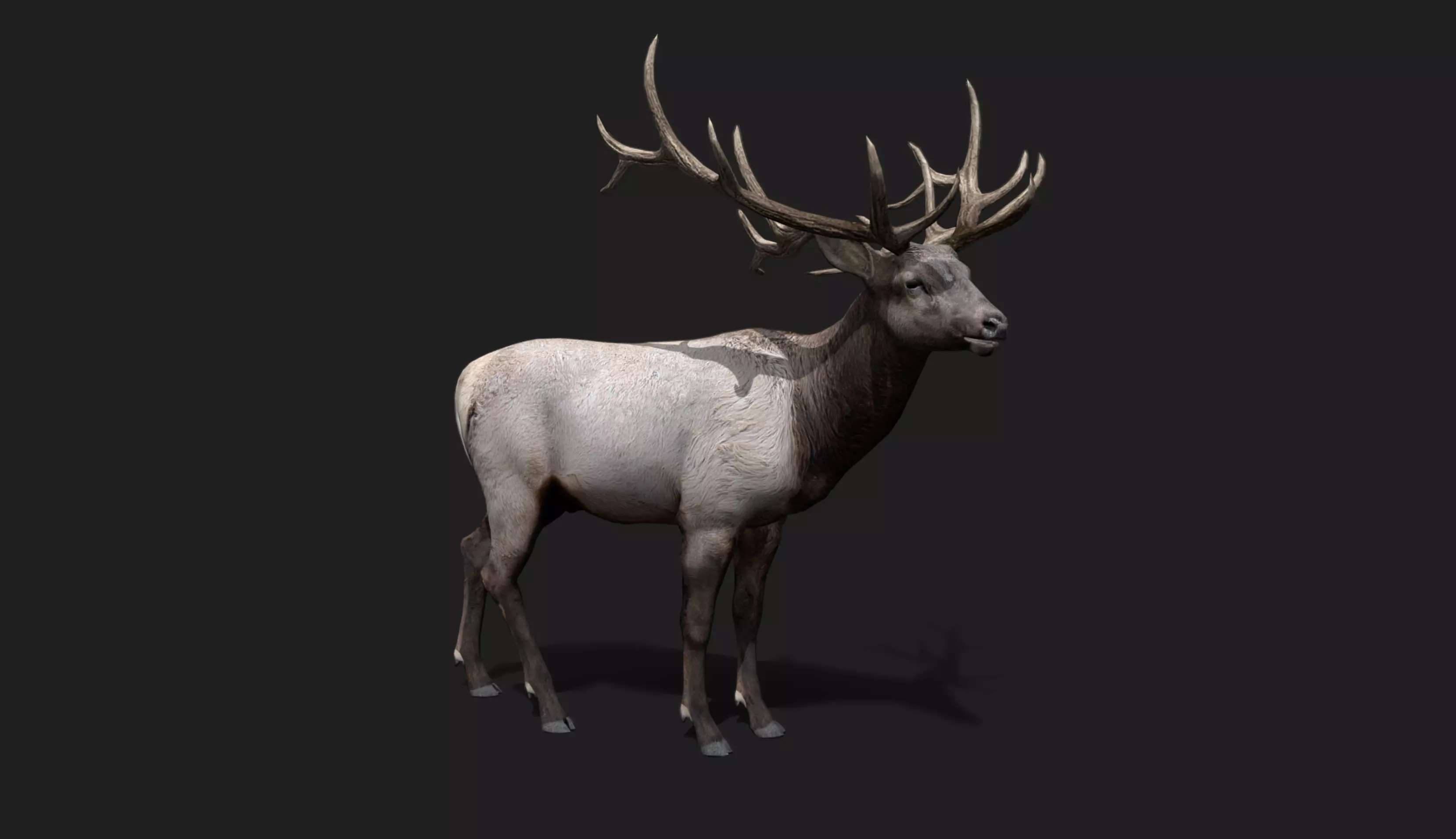 Deer Animated and Rigged Low-poly 3D model_18