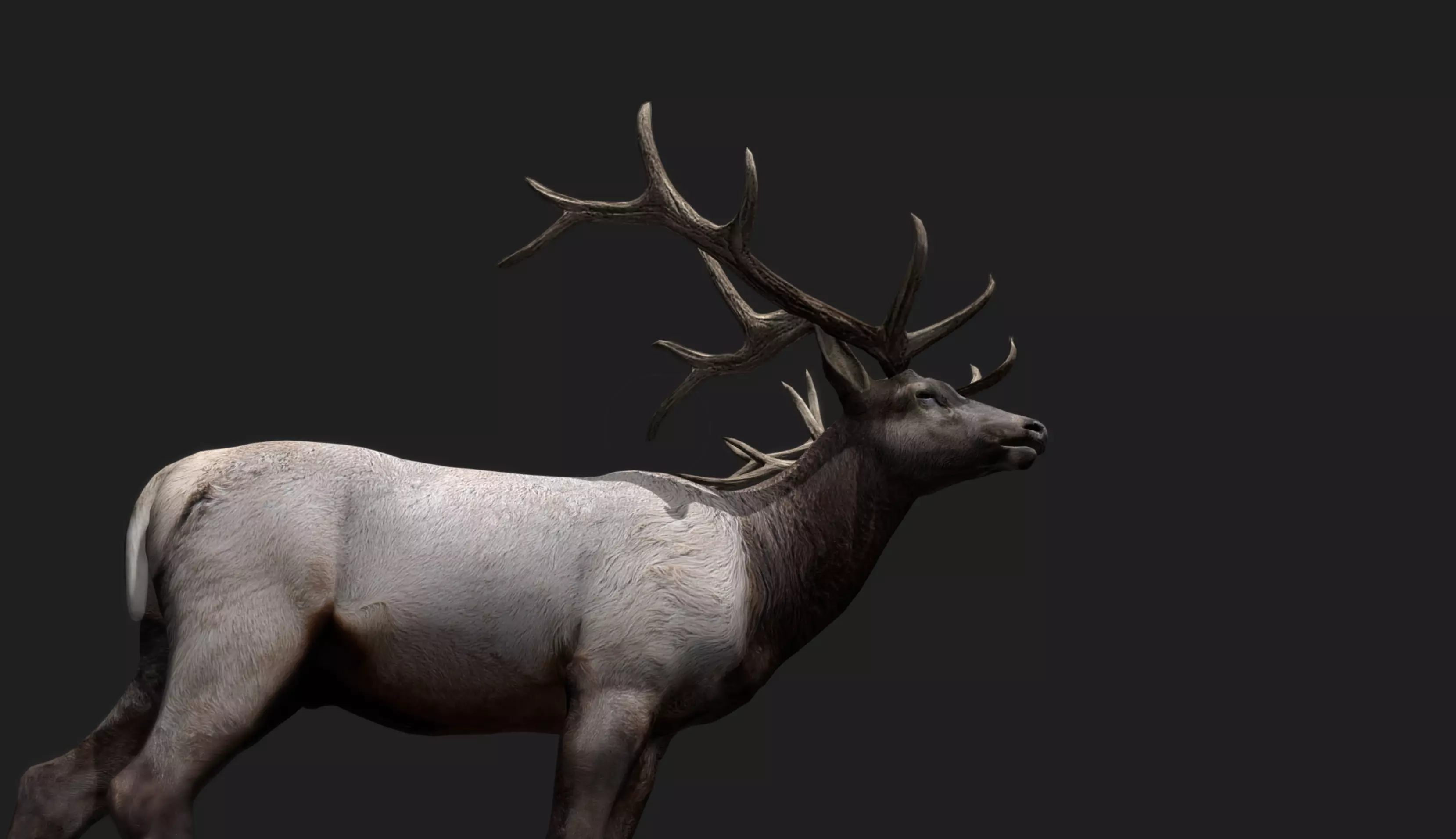 Deer Animated and Rigged Low-poly 3D model_8