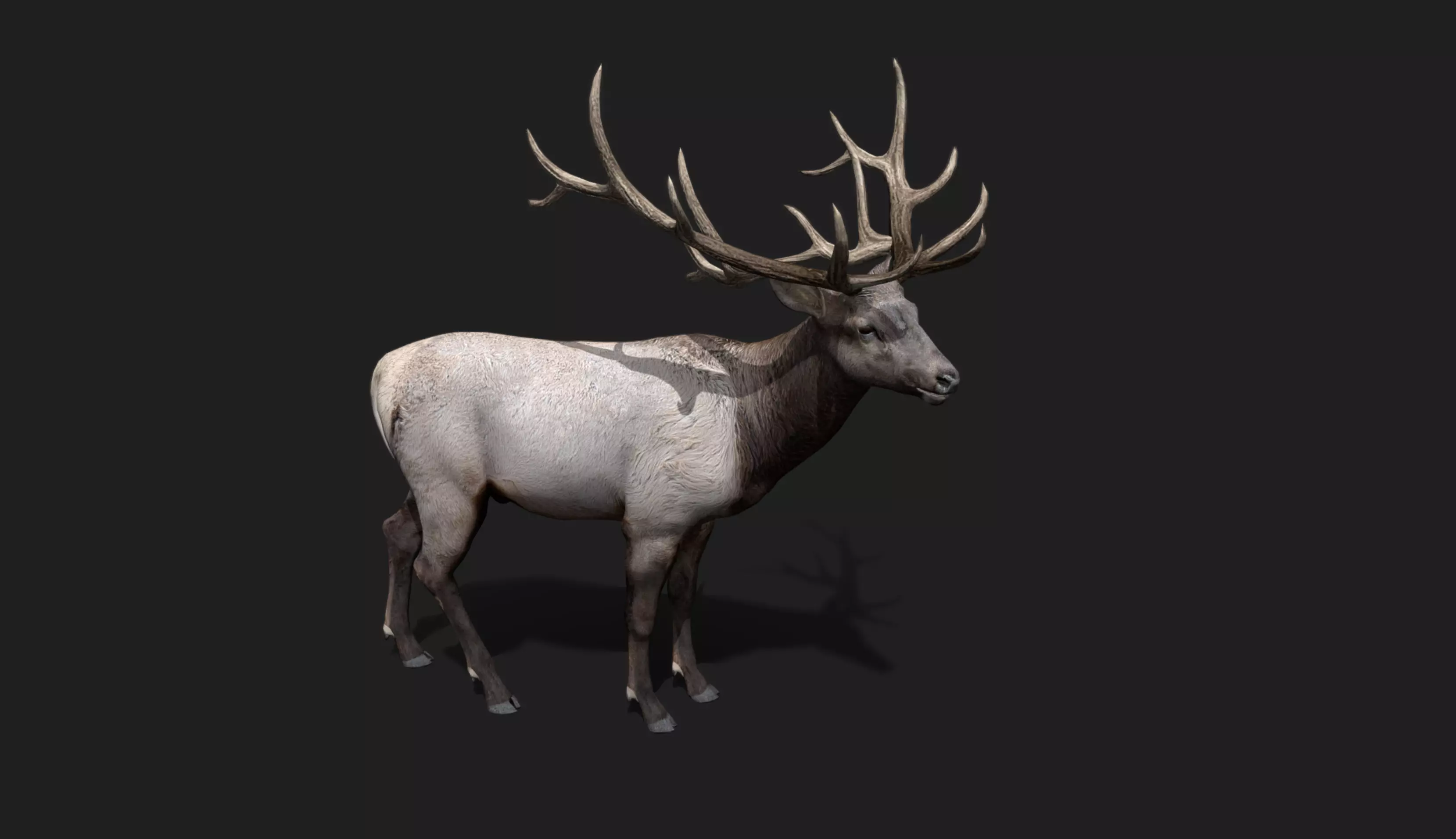 Deer Animated and Rigged Low-poly 3D model_5
