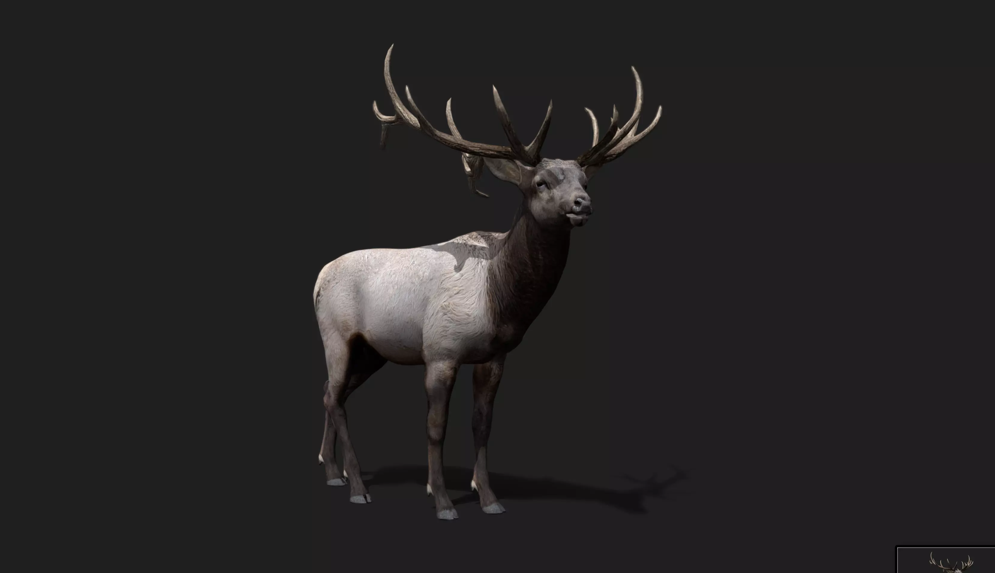 Deer Animated and Rigged Low-poly 3D model_4