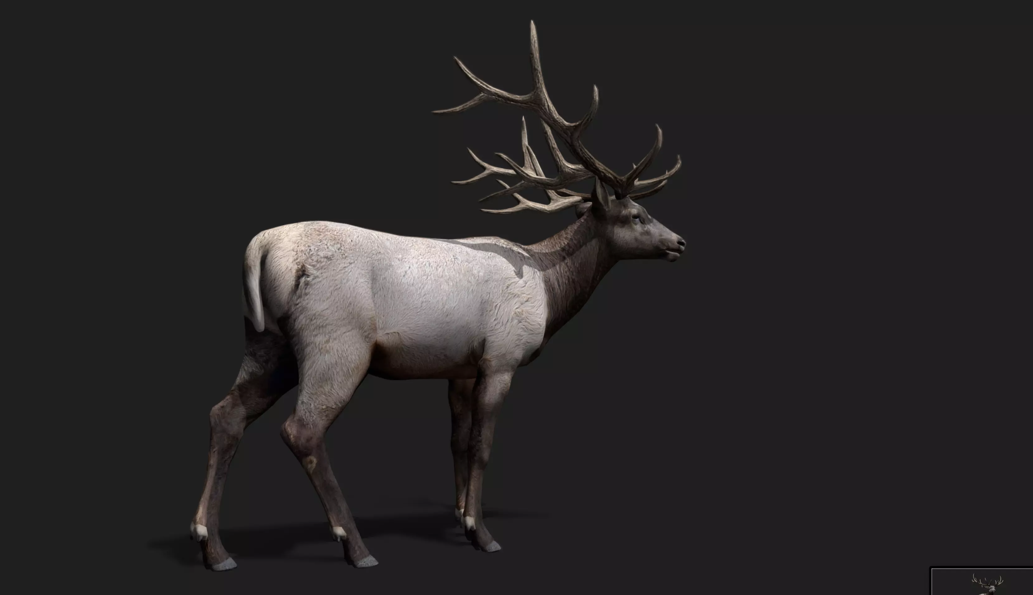 Deer Animated and Rigged Low-poly 3D model_20