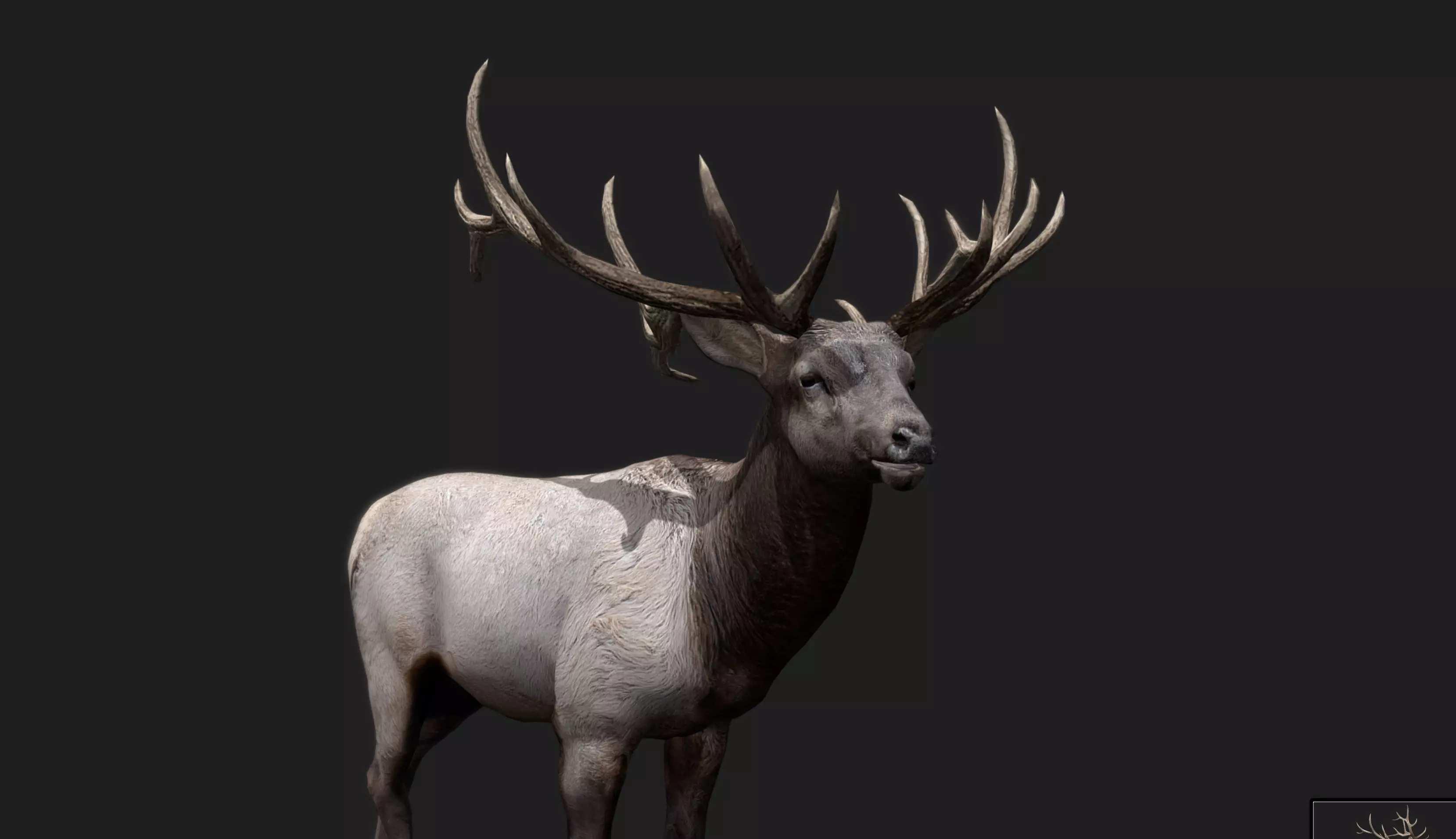 Deer Animated and Rigged Low-poly 3D model_13