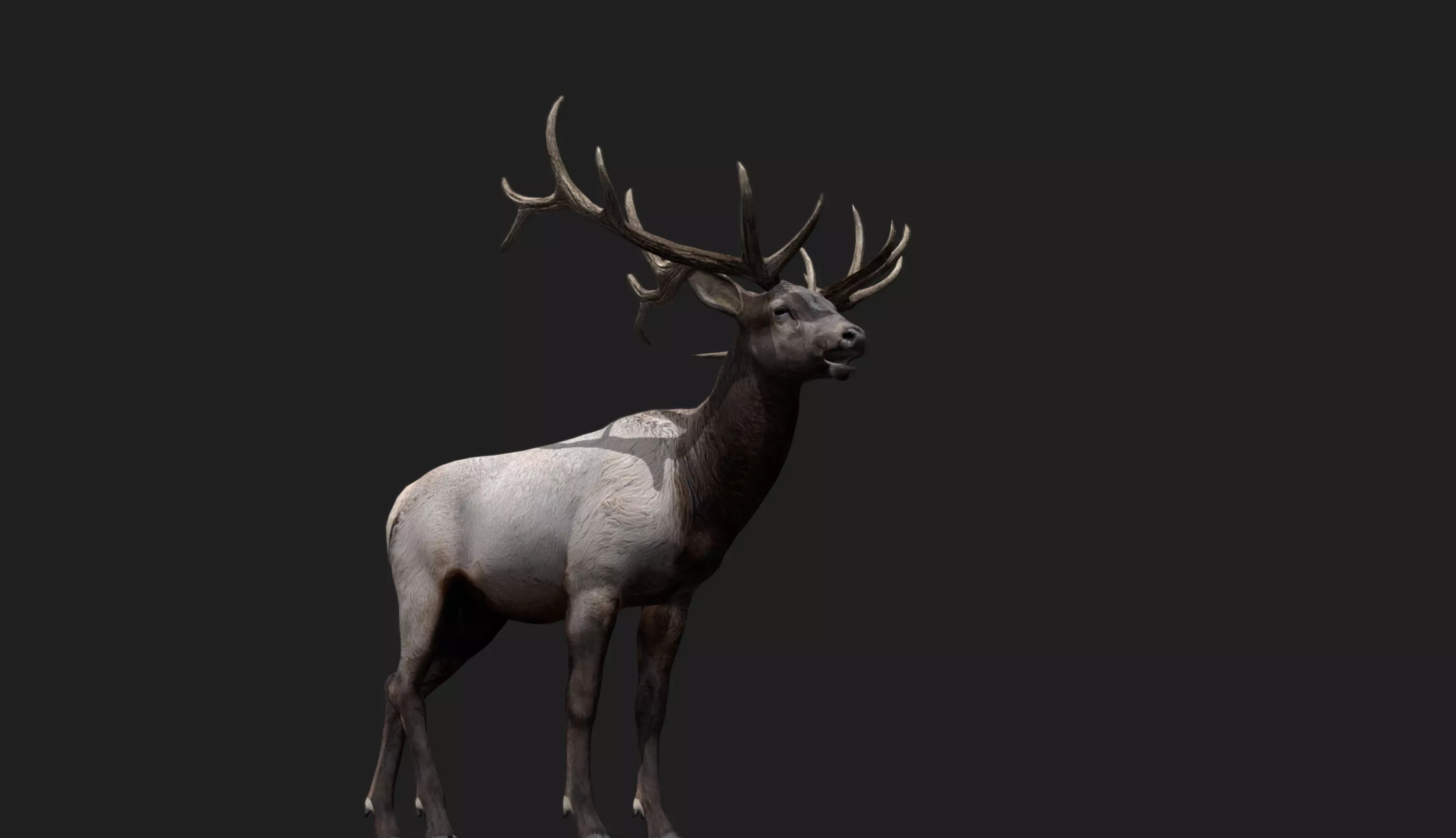 Deer Animated and Rigged Low-poly 3D model_2