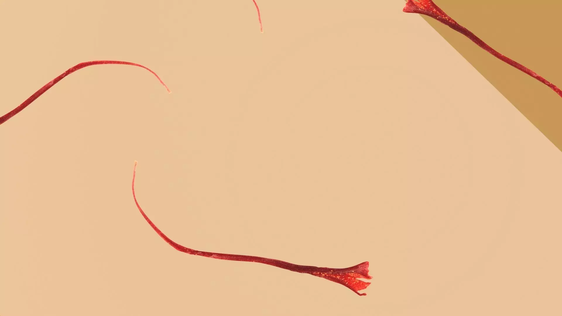 Chai Masala 3D model_2