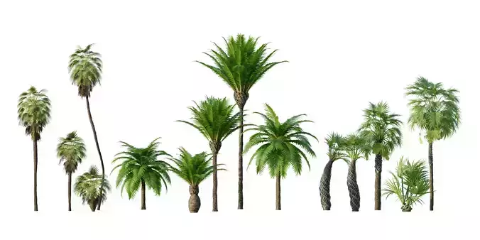 Anita 11346 Casual Asian Woman Walking Up Stairs