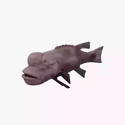 Bodianus reticulatus