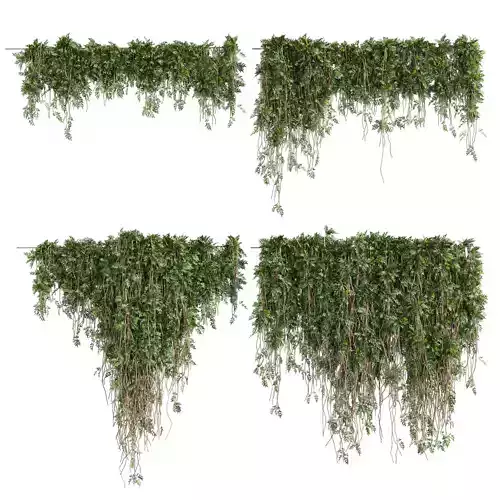 Collection plant vol 680 - bush - ivy - outdoor 