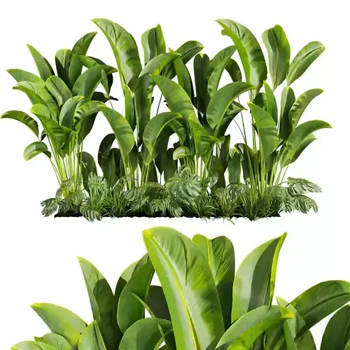 plant vol 684 - Banana- Monstera- Grass- Garden