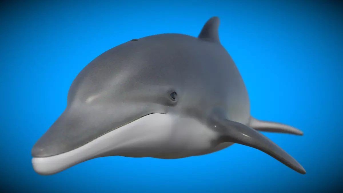 Bottlenose Dolphin 3D Model Version 2 00 Free low-poly 3D model_2