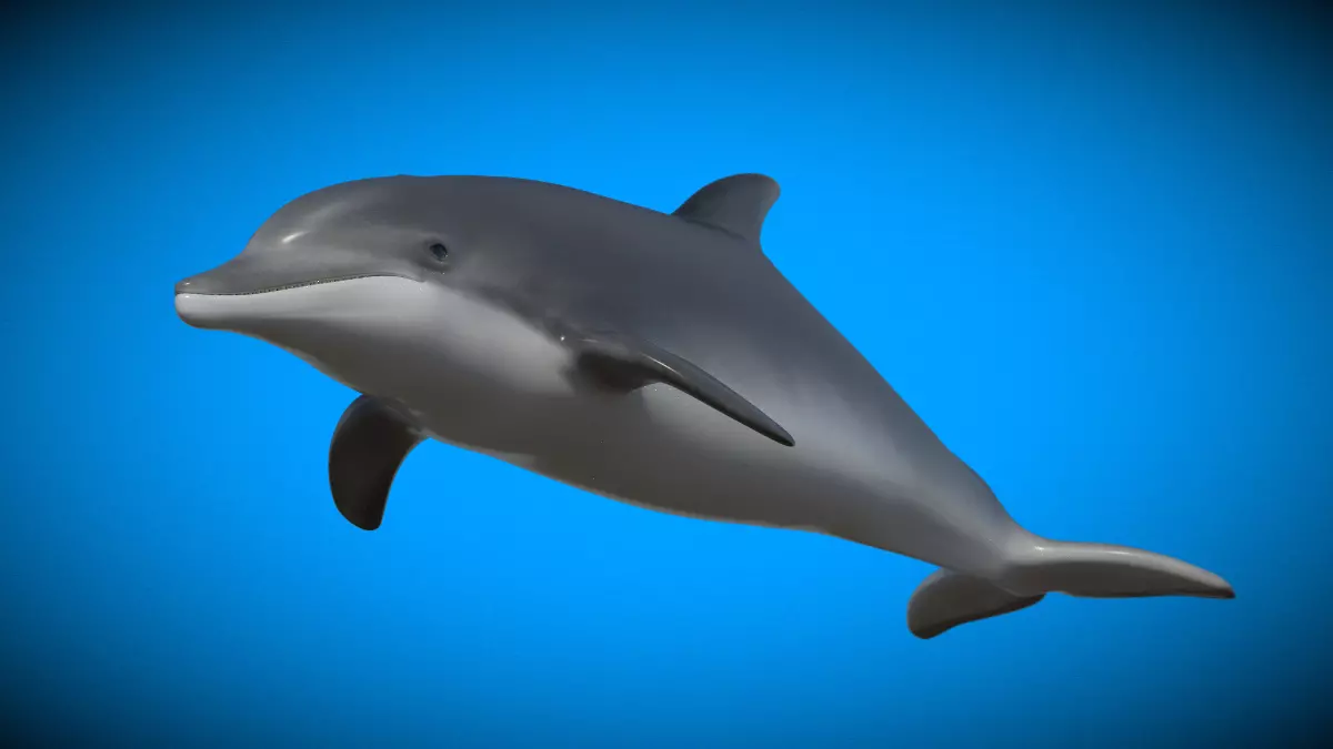 Bottlenose Dolphin 3D Model Version 2 00 Free low-poly 3D model_3