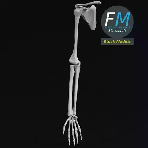 Anatomy - Hand and arm bones Low-poly 3D model