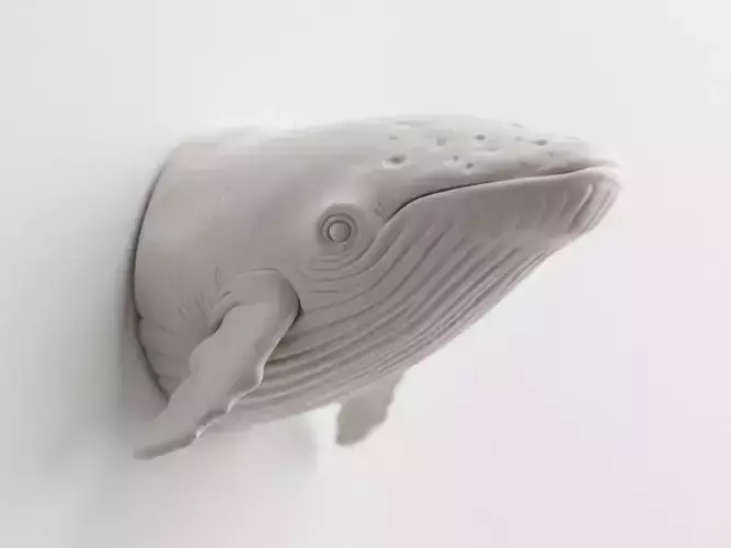 whale