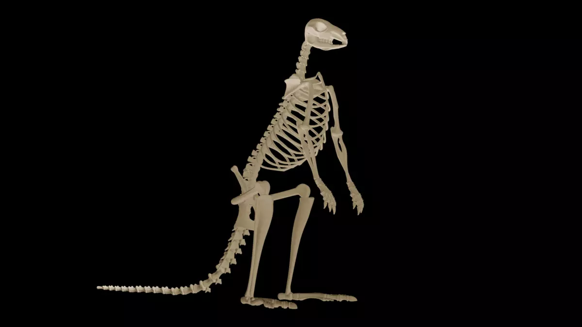 Realistic Kangaroo Skeleton 3D Model for Blender Fully Textured  Free 3D model_2