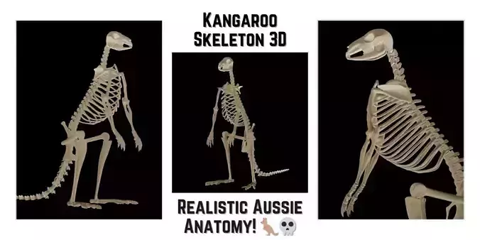 Realistic Kangaroo Skeleton 3D Model for Blender Fully Textured 