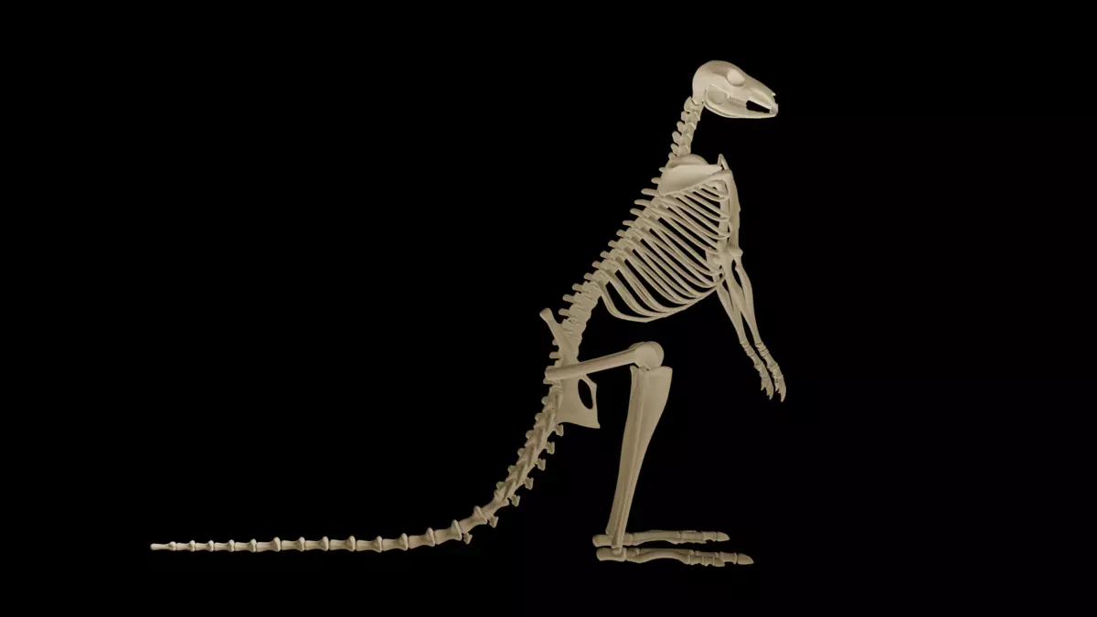 Realistic Kangaroo Skeleton 3D Model for Blender Fully Textured  Free 3D model_3