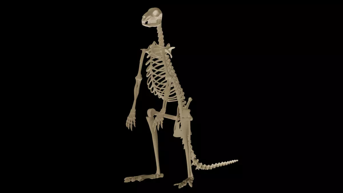 Realistic Kangaroo Skeleton 3D Model for Blender Fully Textured  Free 3D model_1