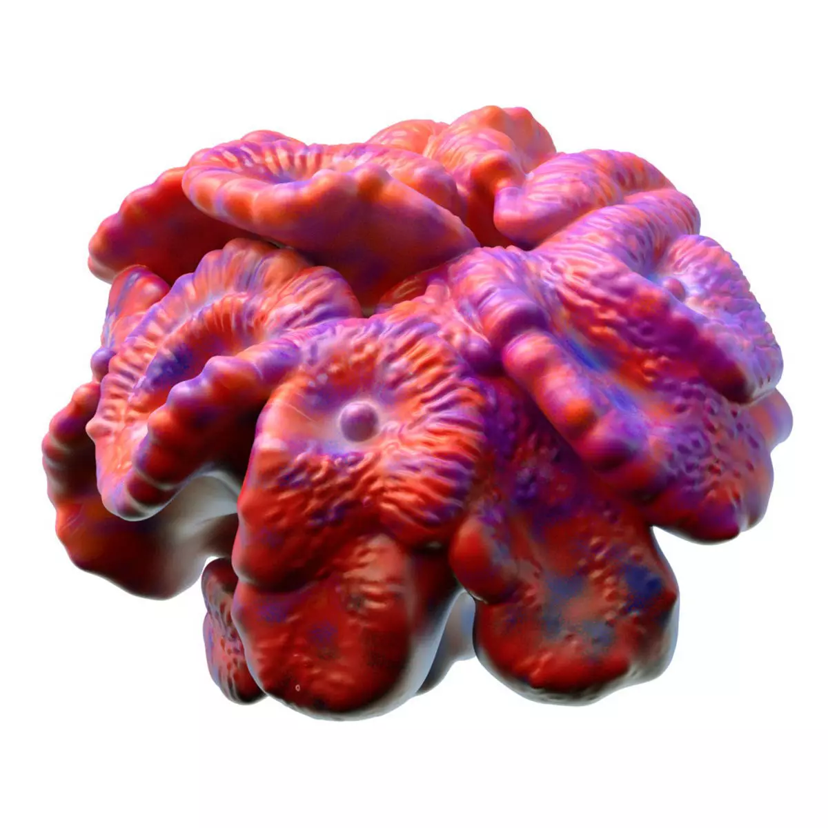 Coral Reef 17 Low-poly 3D model_6