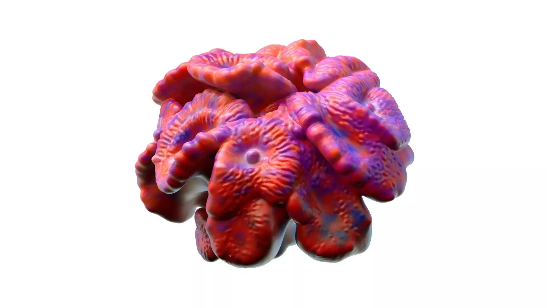 Coral Reef 17 Low-poly 3D model_2