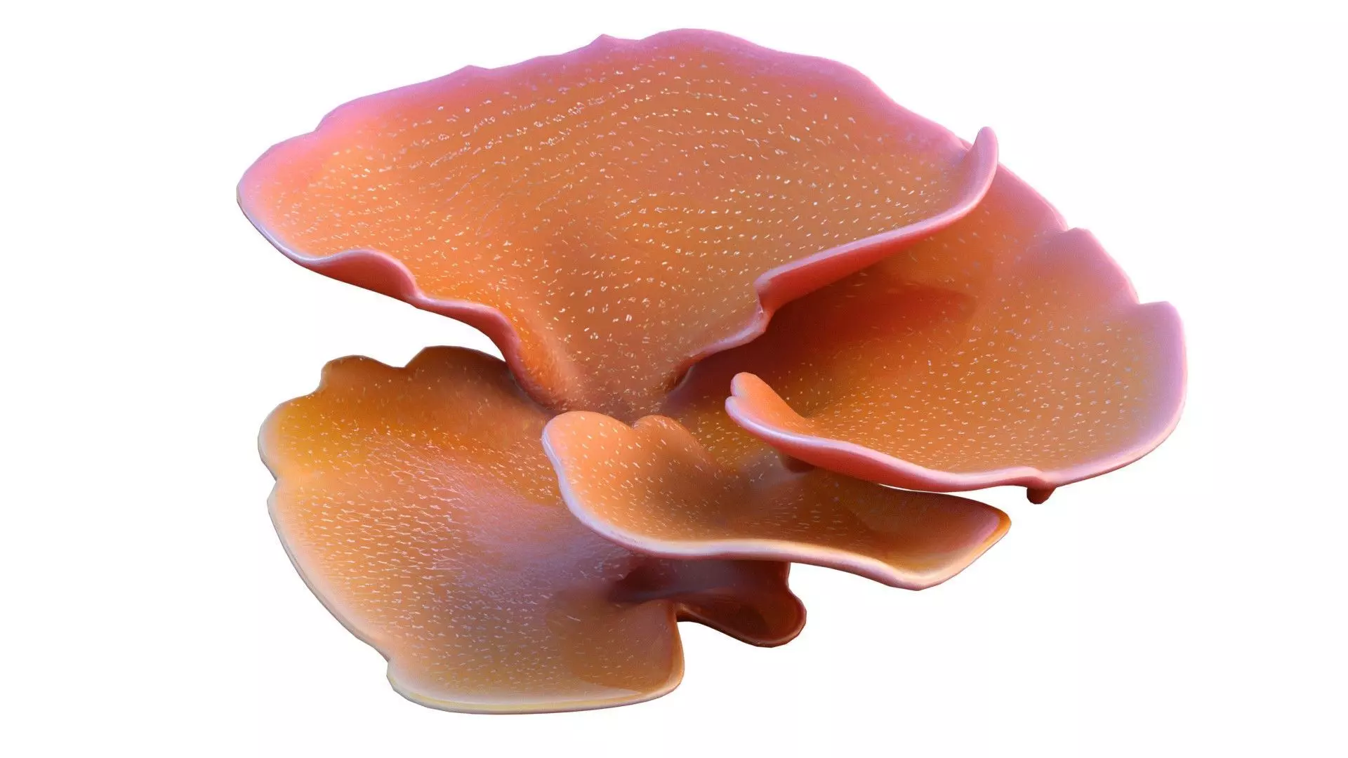 Coral Reef 30 Low-poly 3D model