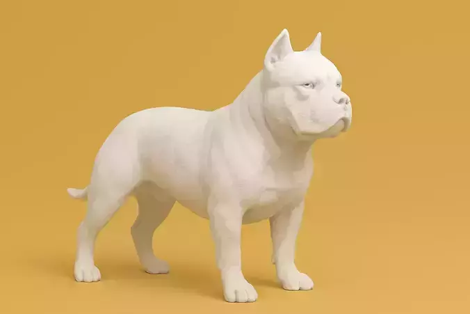 American Bully Animal