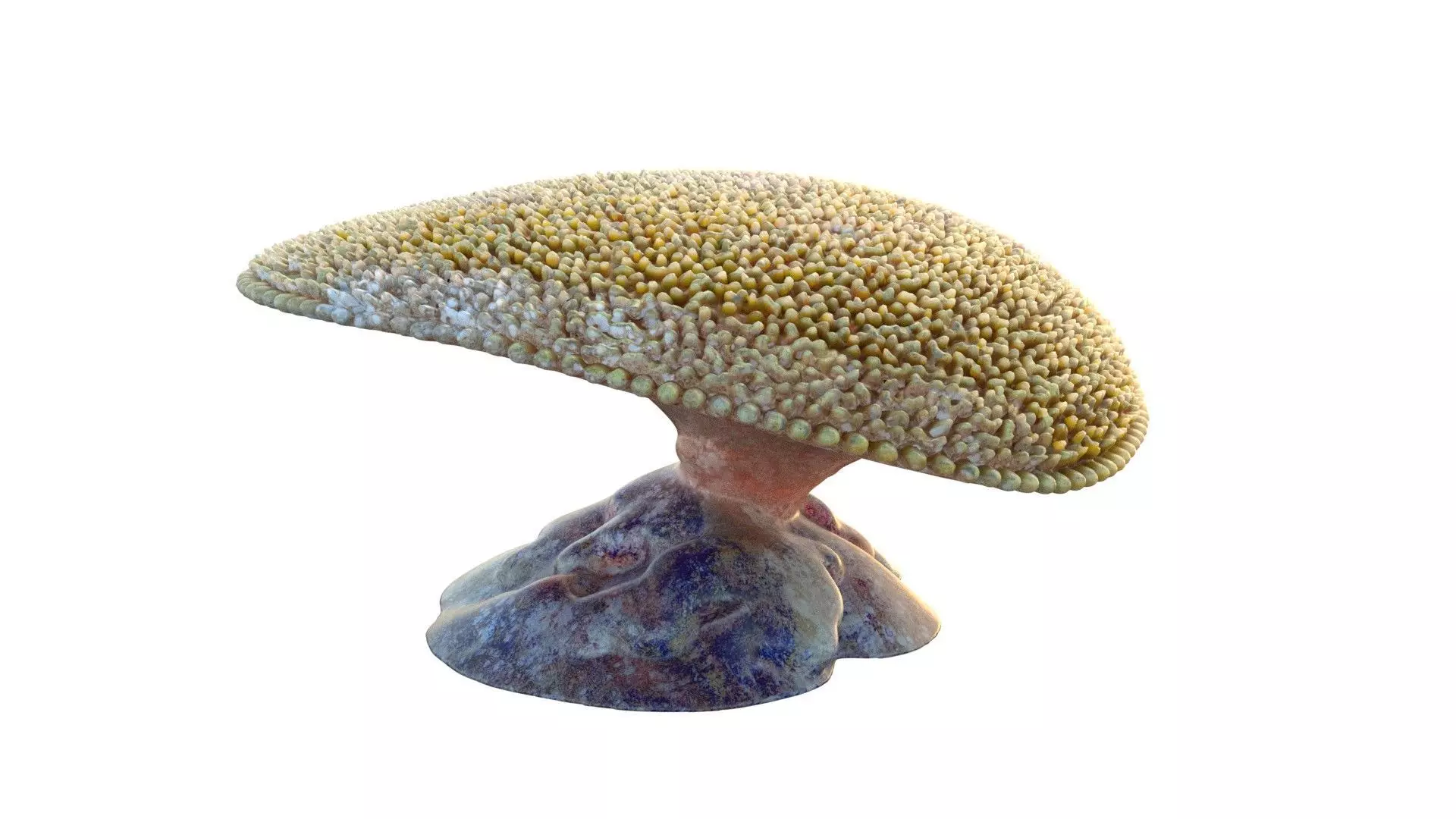Coral Reef 24 Low-poly 3D model