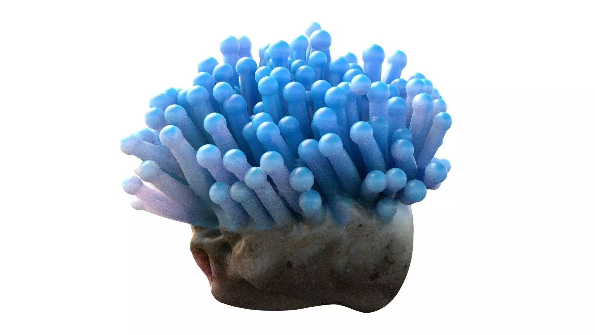 Coral Reef 22 Low-poly 3D model
