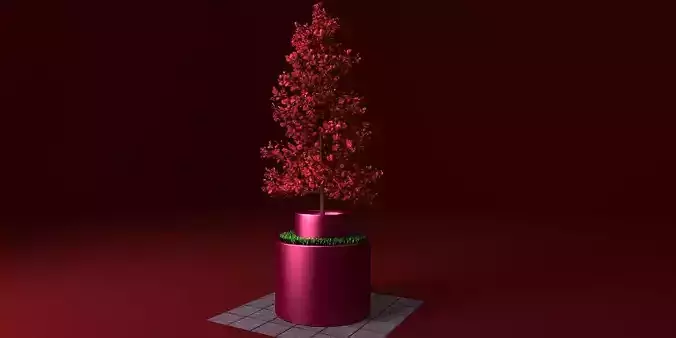 Potted young red leaved tree 1