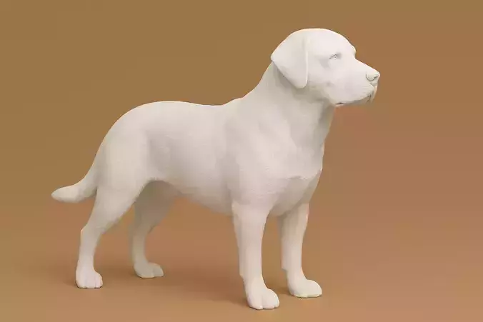 Labrador Animal