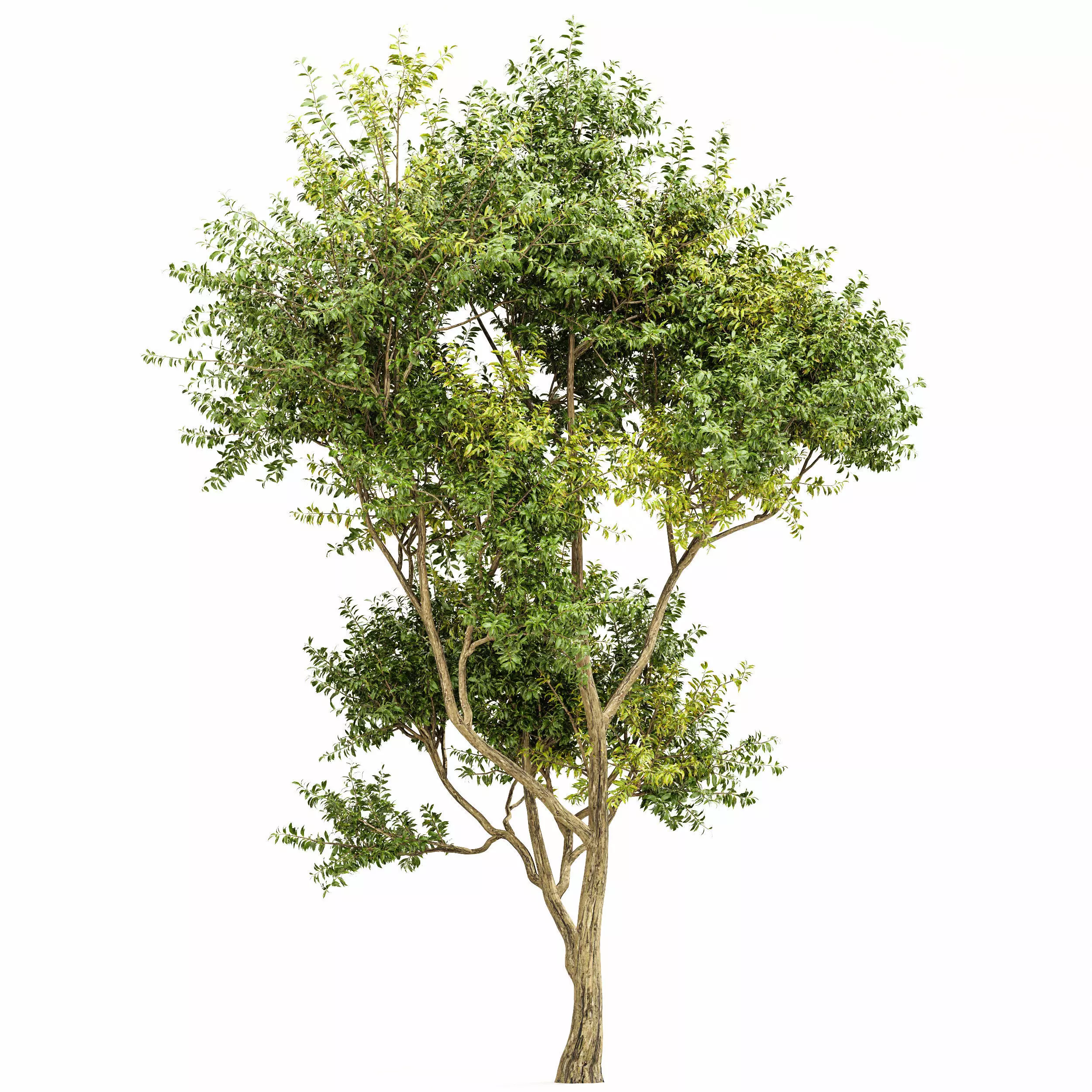 AV Eucalyptus and Gray alder alnus incana 3 trees 3D model_1