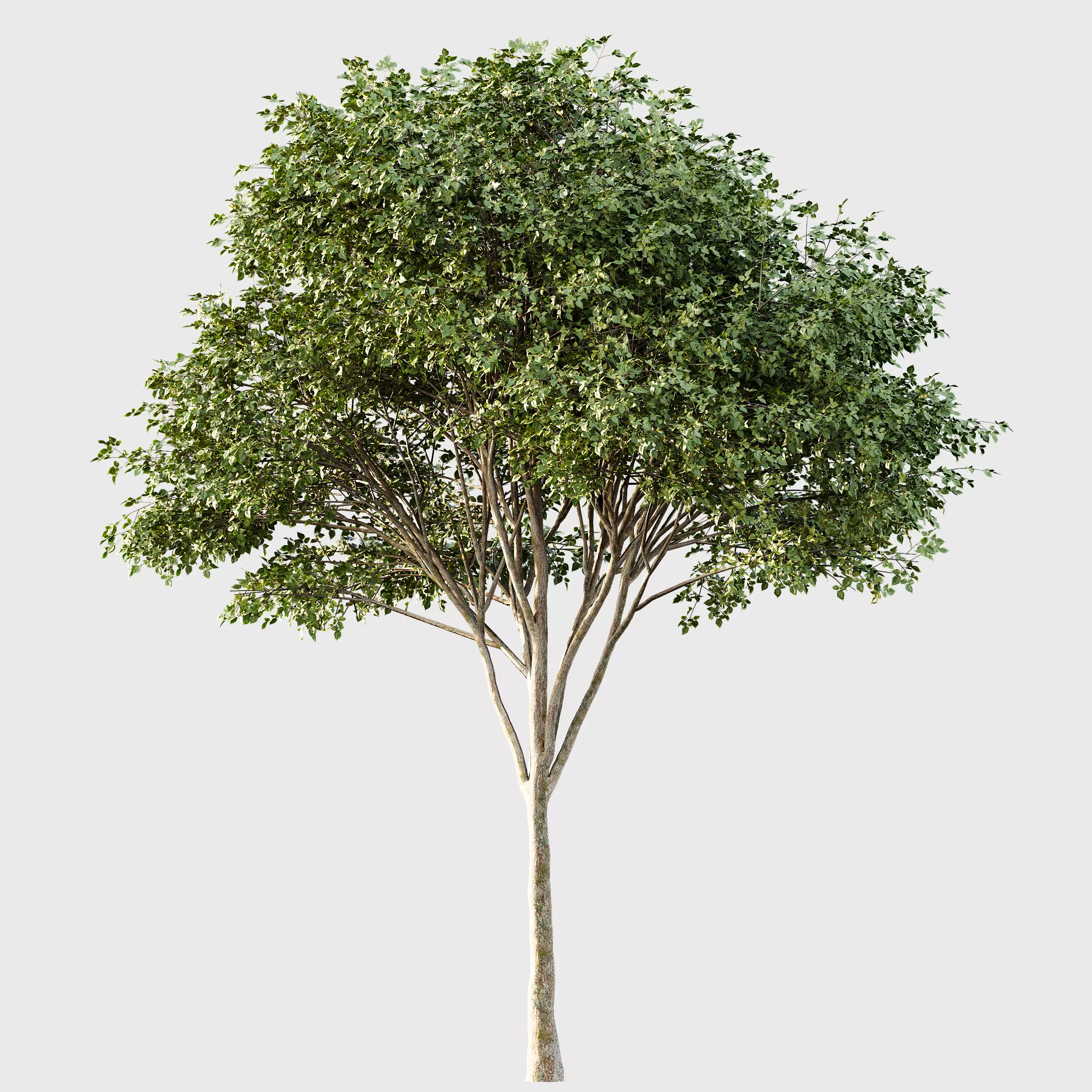 AV Eucalyptus and Gray alder alnus incana 3 trees 3D model_5