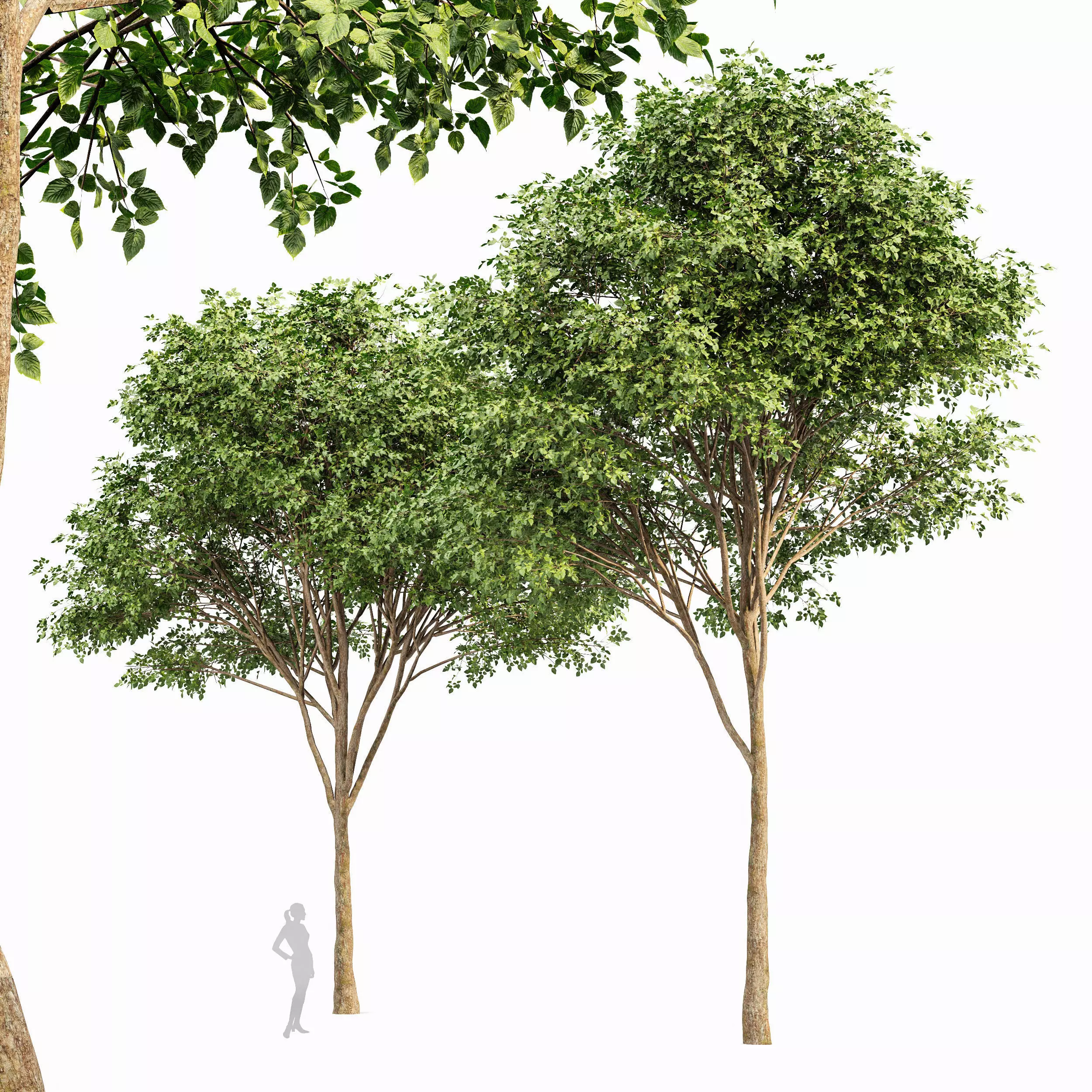 AV Eucalyptus and Gray alder alnus incana 3 trees 3D model_6