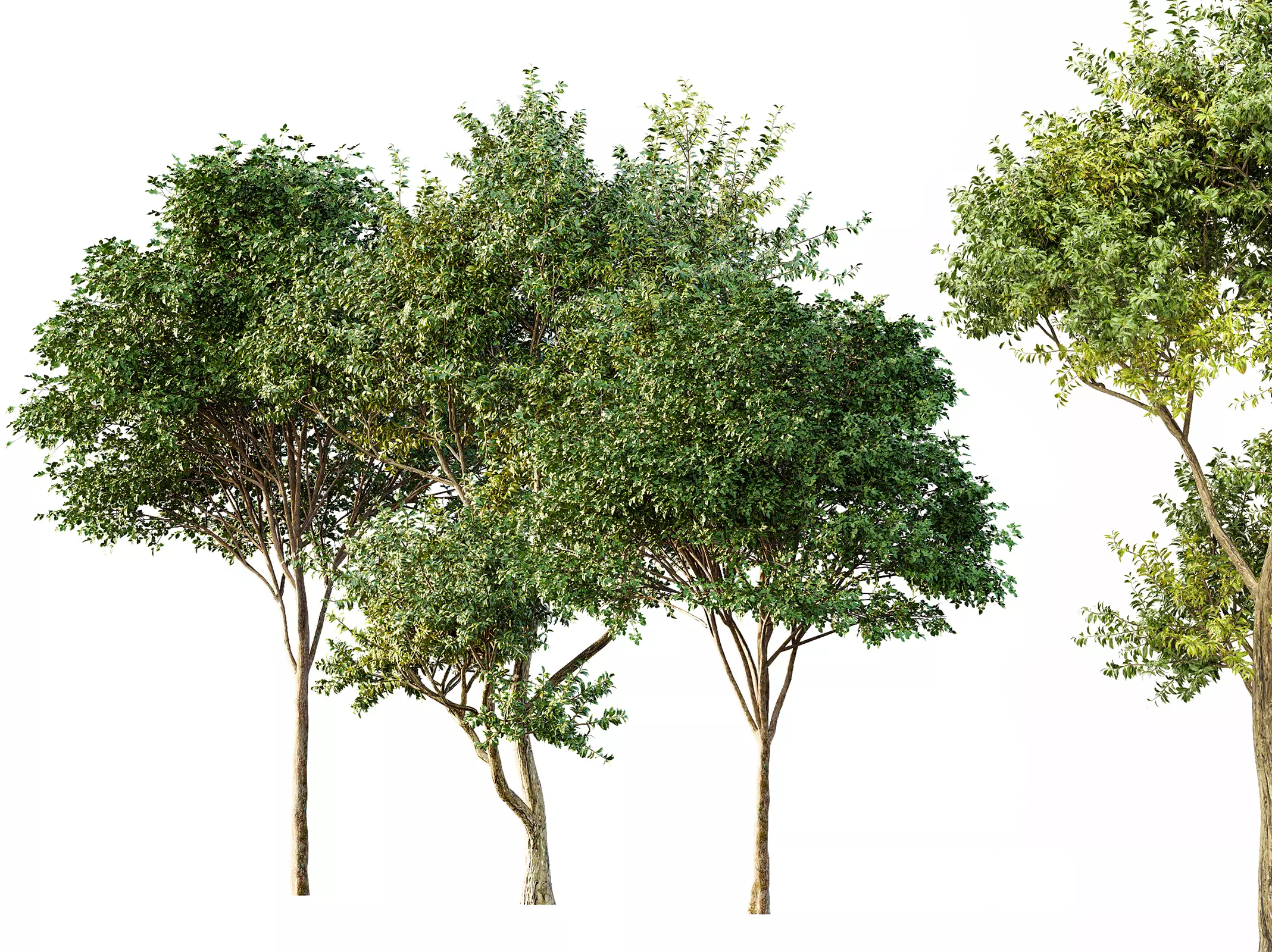 AV Eucalyptus and Gray alder alnus incana 3 trees 3D model_0
