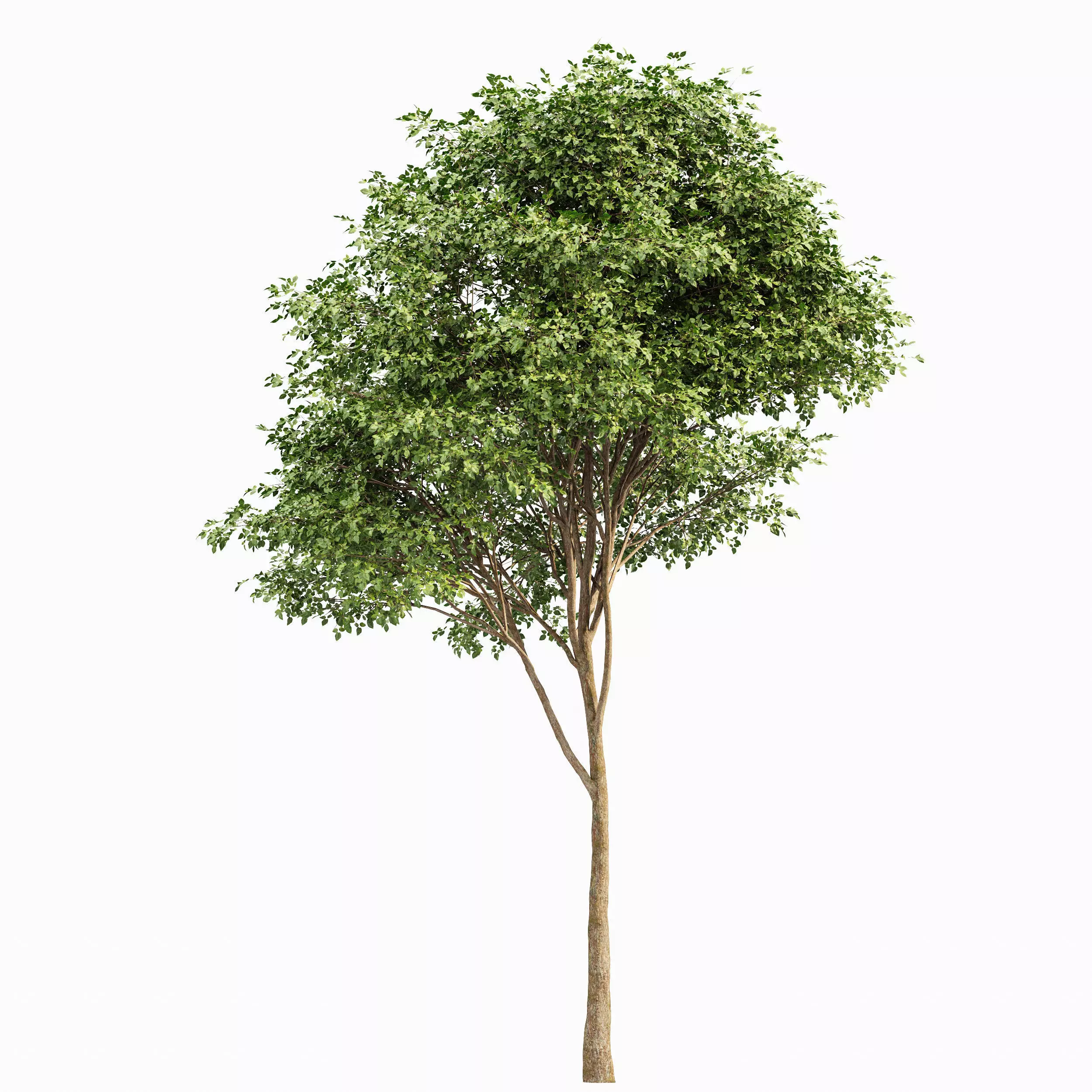 AV Eucalyptus and Gray alder alnus incana 3 trees 3D model_2