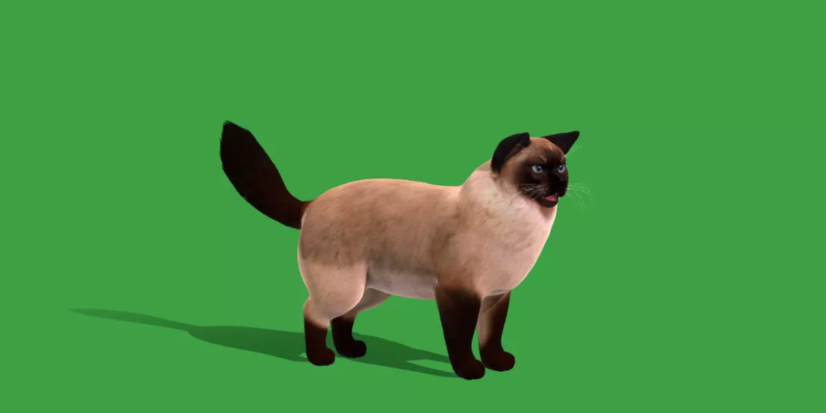 Ragdoll Cat Free 3D model_2