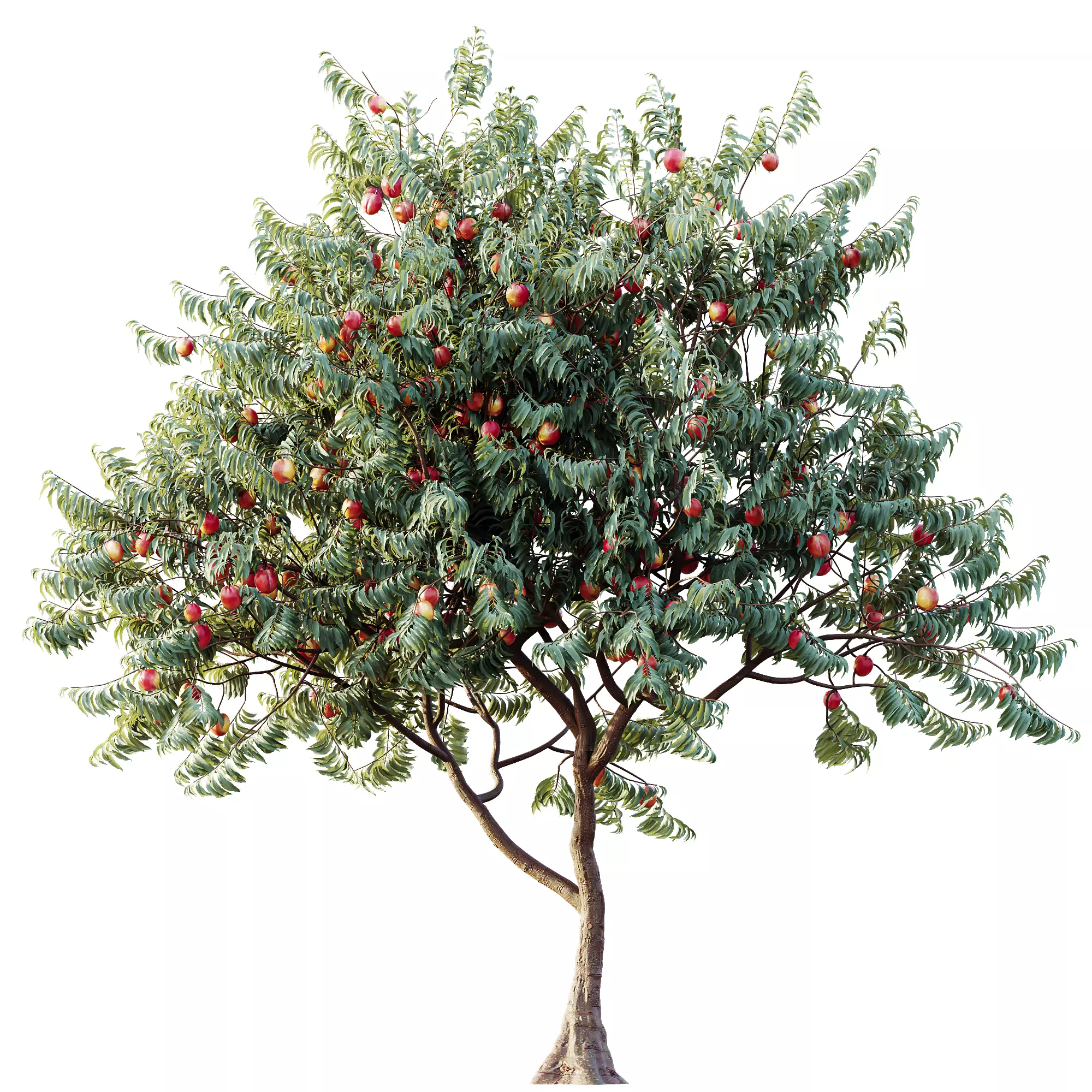 AV Amygdalus Persica Peach Version02 3D model_2