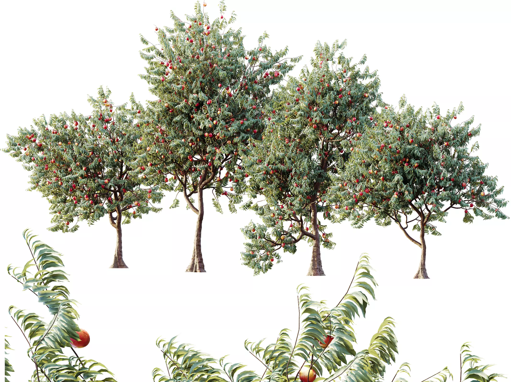 AV Amygdalus Persica Peach Version02 3D model_0