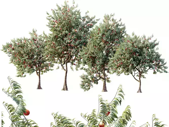 AV Amygdalus Persica Peach Version02 3D model