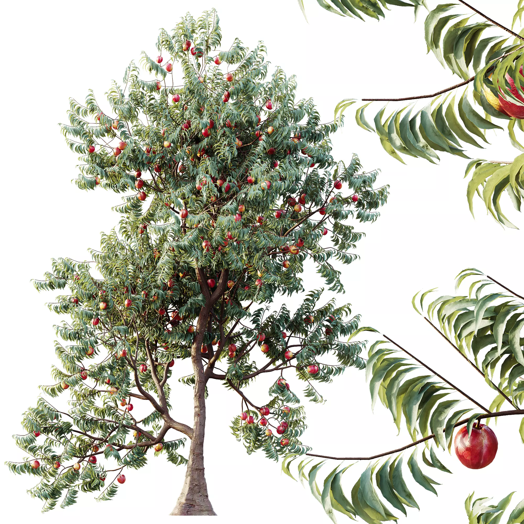 AV Amygdalus Persica Peach Version02 3D model_3