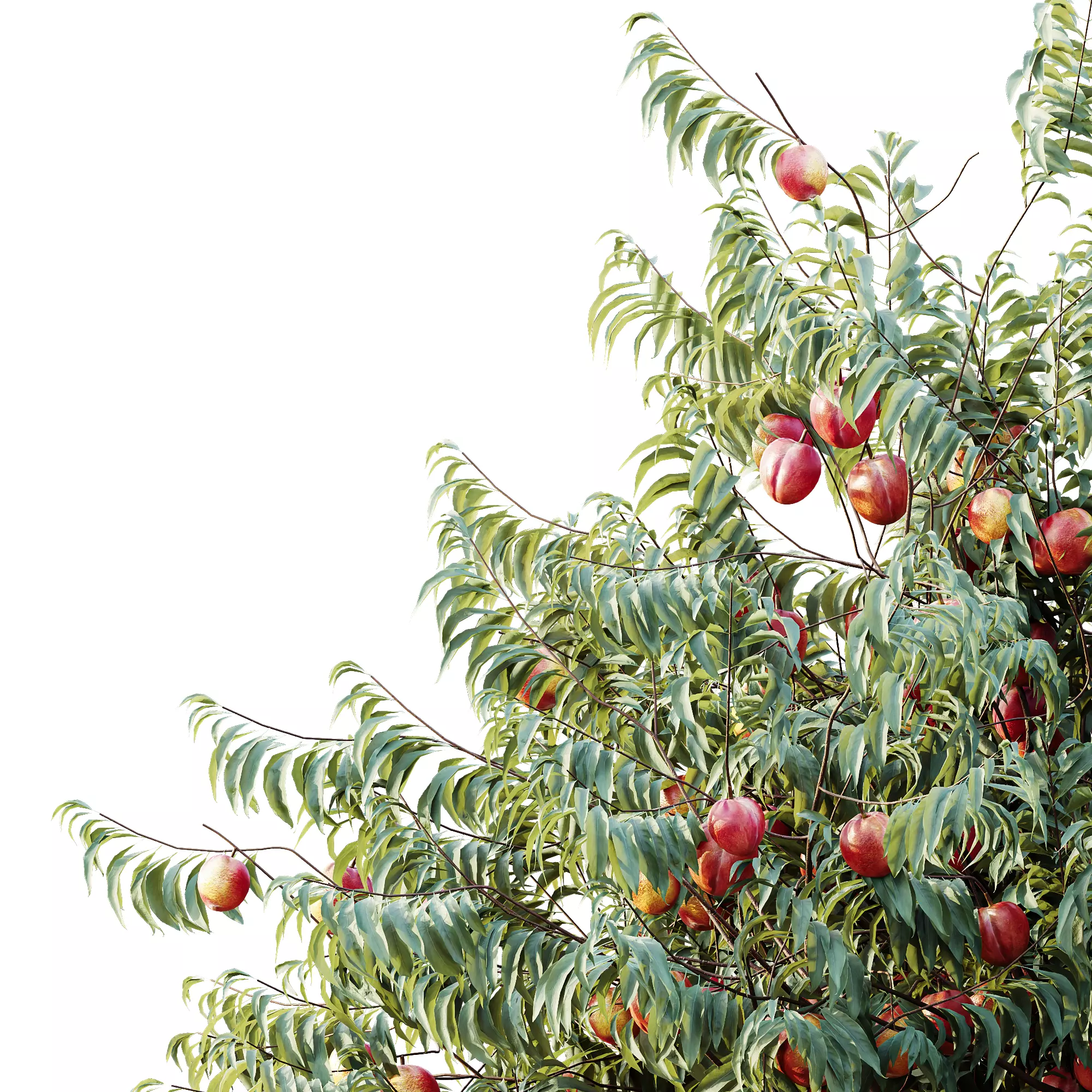 AV Amygdalus Persica Peach Version02 3D model_1