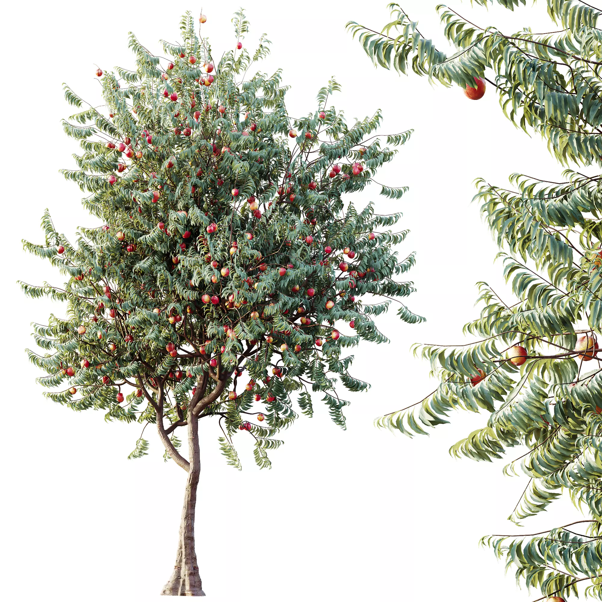 AV Amygdalus Persica Peach Version02 3D model_4