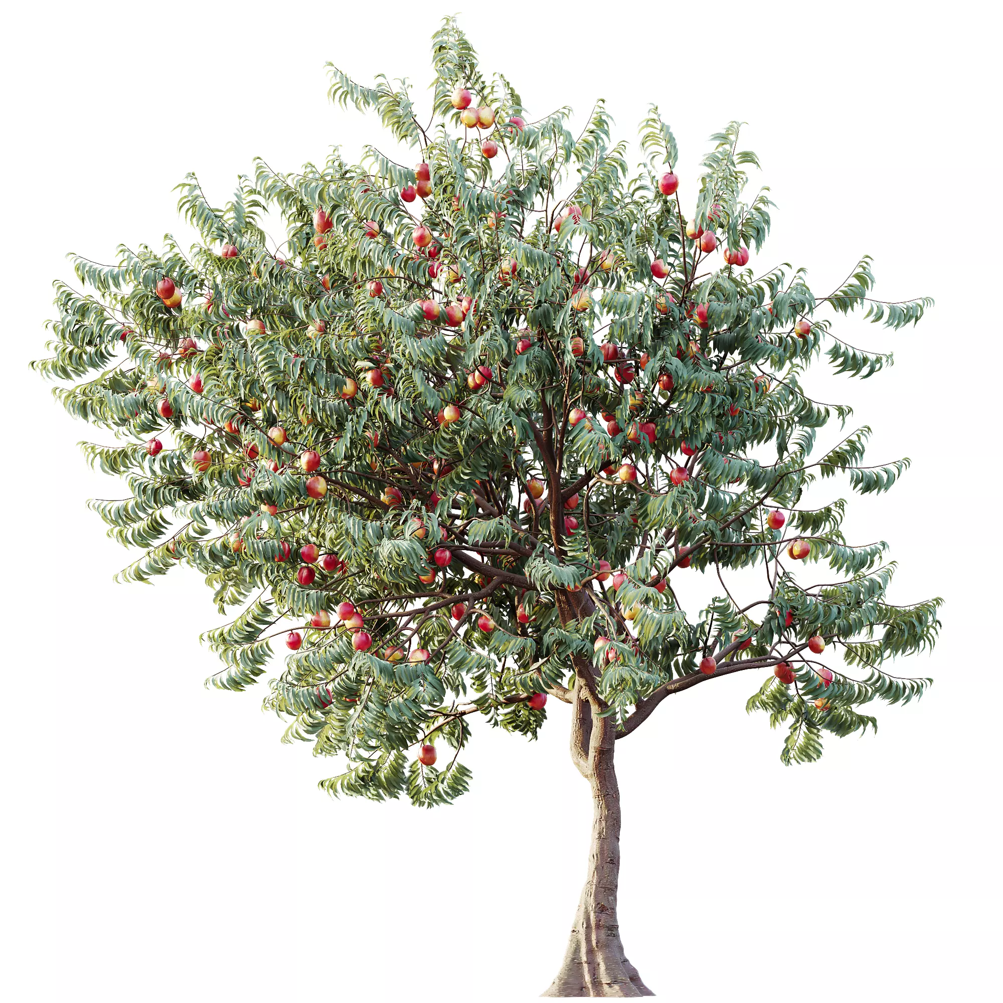 AV Amygdalus Persica Peach Version02 3D model_5
