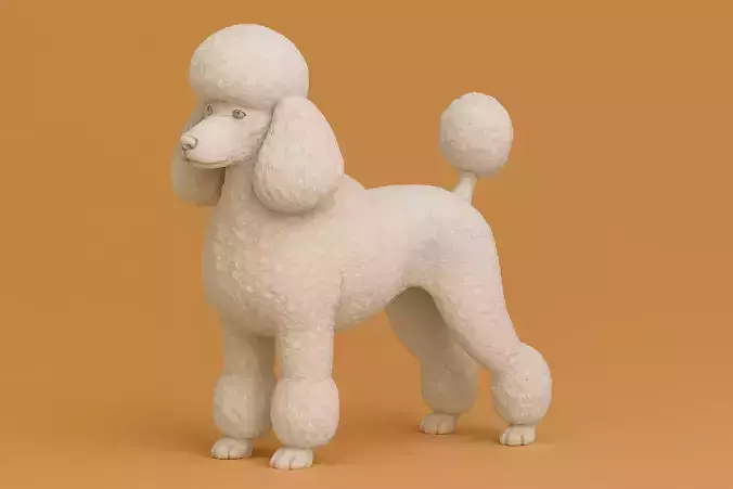 Poodle Continental
