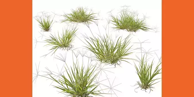 Highpoly Low Poly Enteropogon acicularis Spider Grass