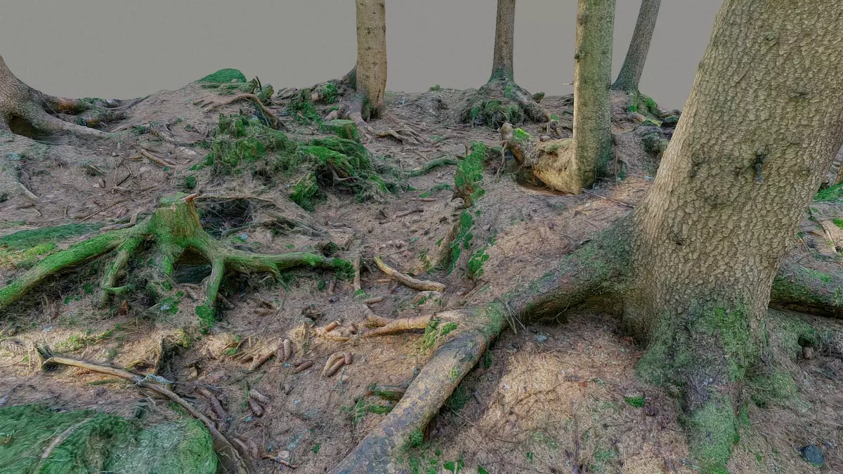 Glade of dead trees with roots Free 3D model_3