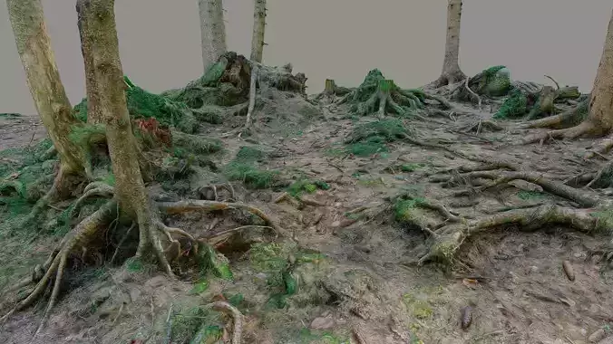 Glade of dead trees with roots