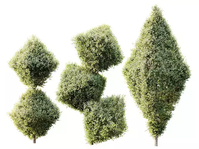 AV Plants Bush Ficus Concinna Bonsai Pruned Version14