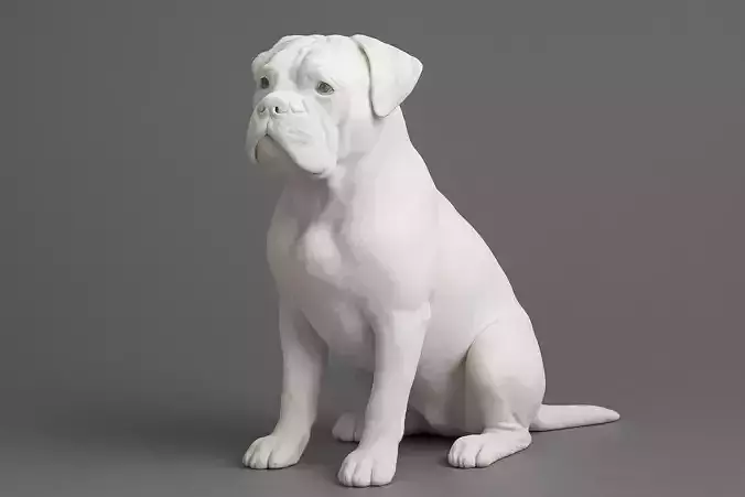 Sitting American Bulldog