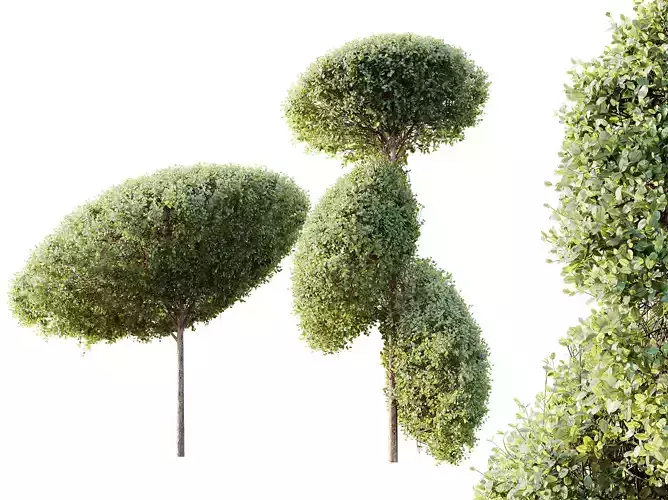 AV Plants Bush Ficus Concinna Bonsai Pruned Version15