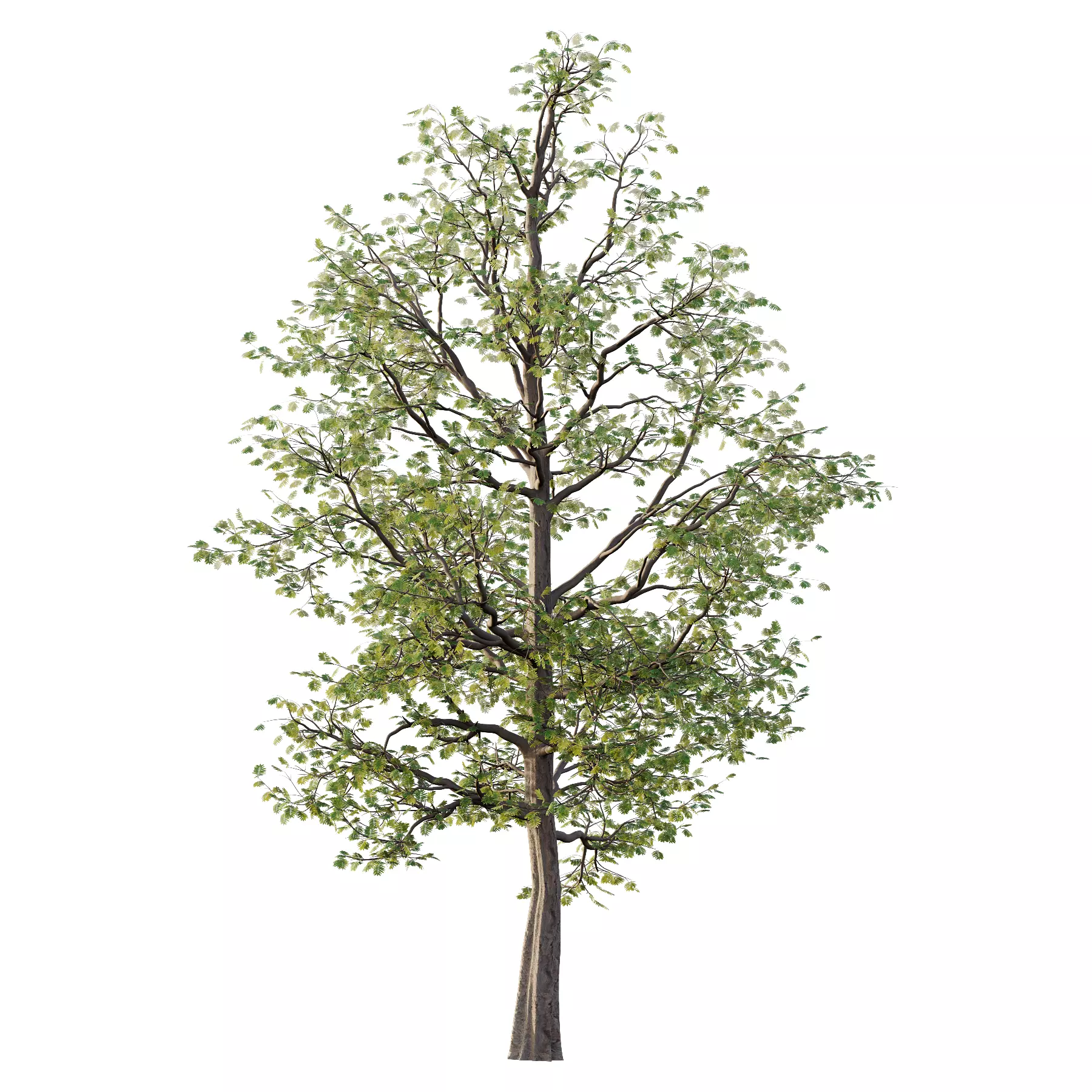 Mountain Ash Tree 19 3D model_2