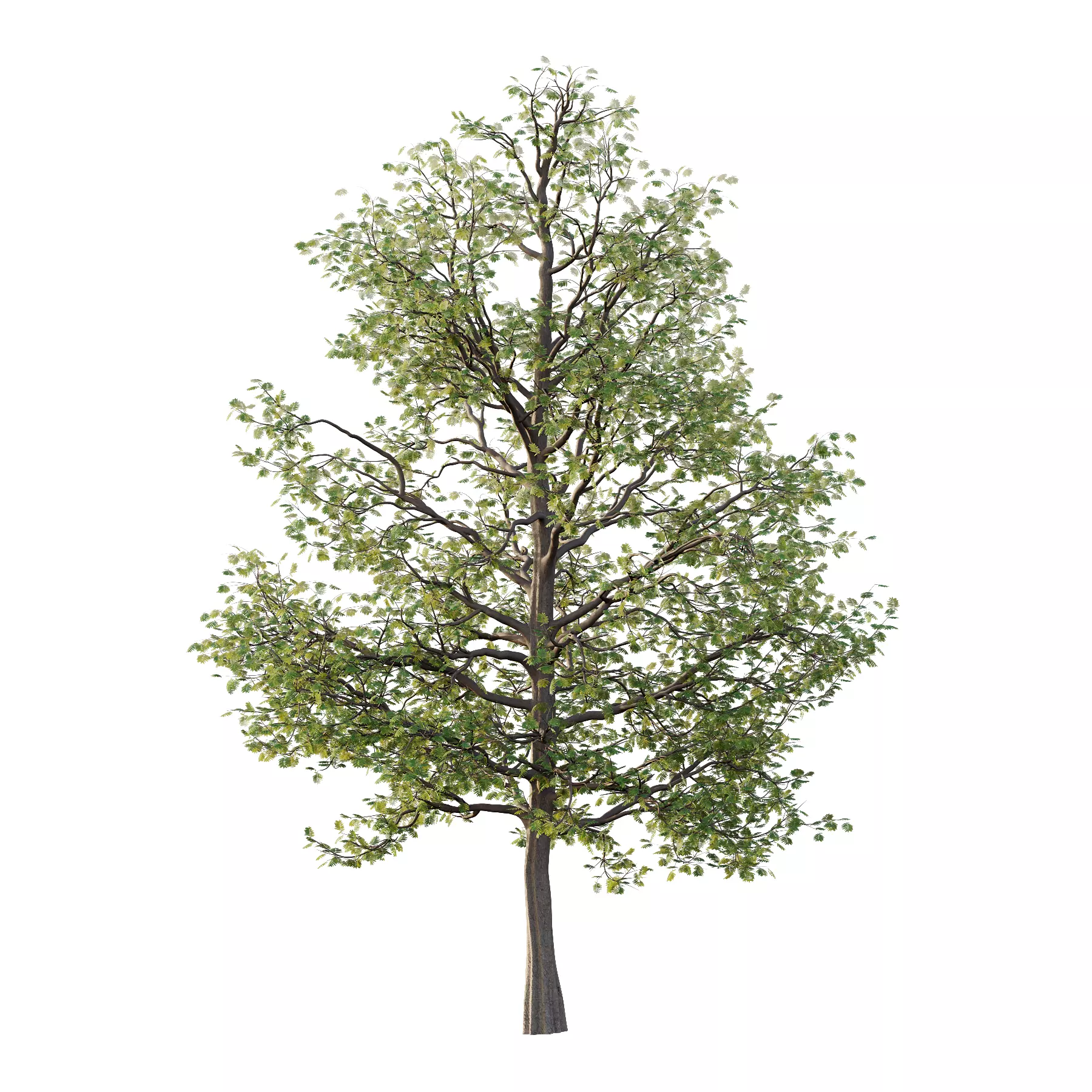 Mountain Ash Tree 19 3D model_1